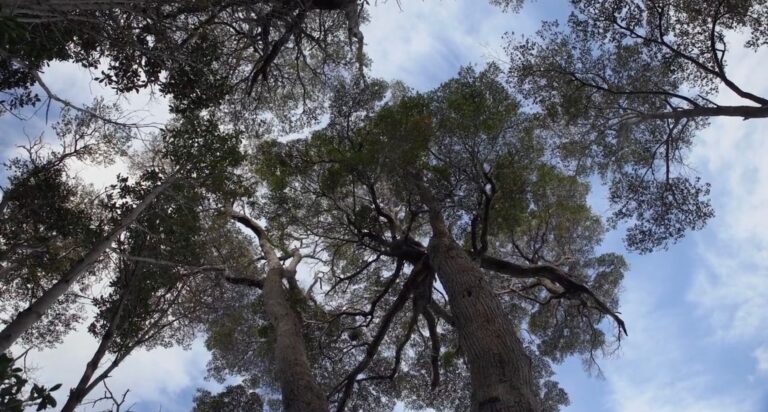 Documental “Huellas” de Valeria Sarmiento